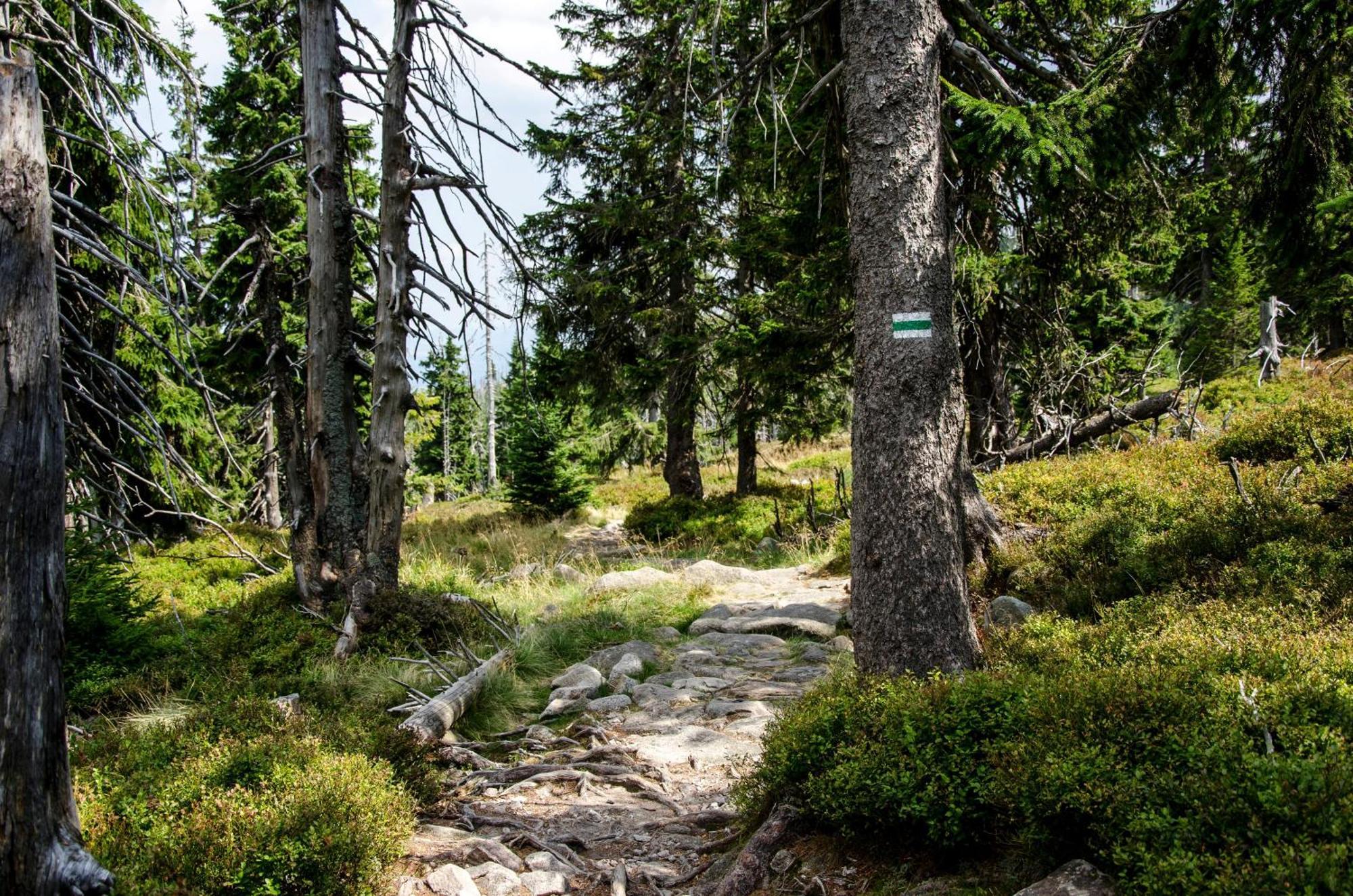 Elements Hotel&Spa Świeradów-Zdrój Exterior foto The trail near the summit of Mount Si